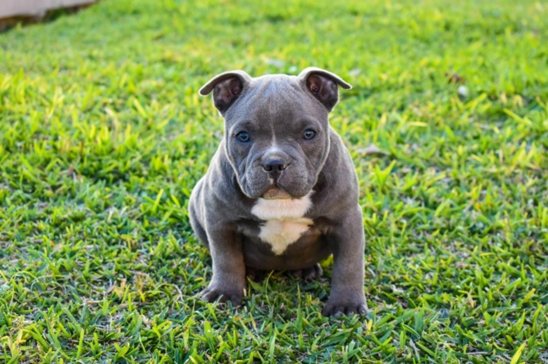 10 Things to Know Before Buying an American Bully in the UK