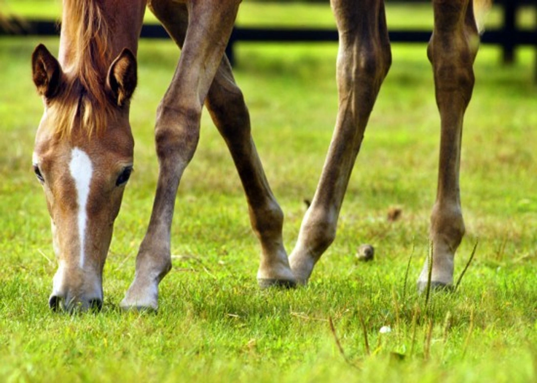 Lumpy Legs: Common Conditions Affecting the Equine Limb