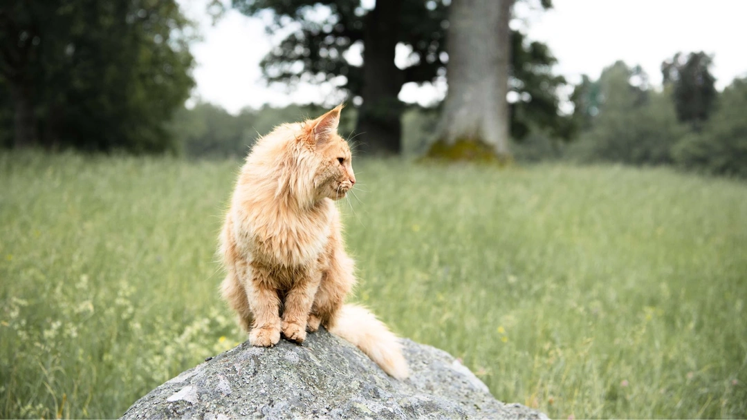 Allt du behöver veta om insektsbaserat kattfoder 