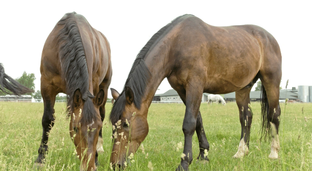 Sommarbete och lättfödd häst - så kan du tänka