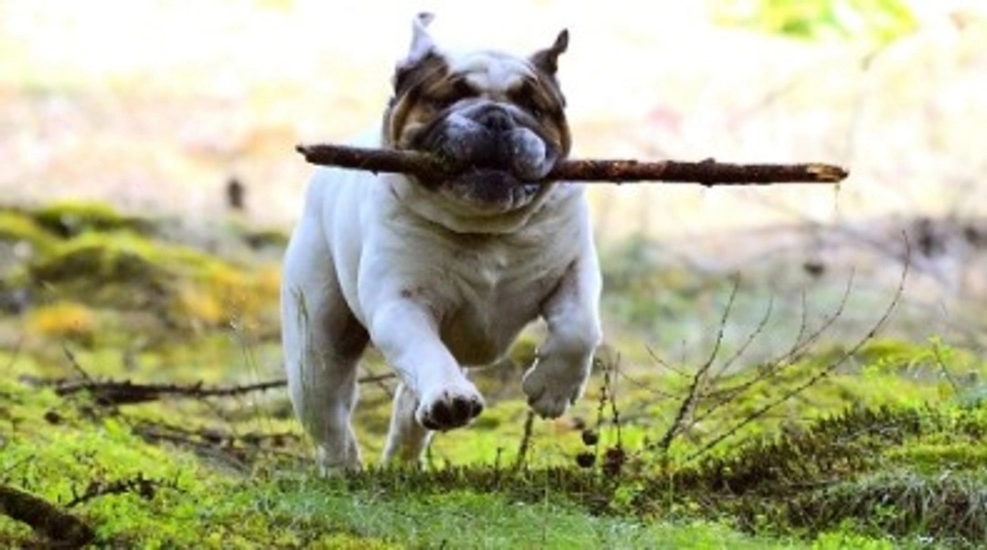 Bulldog inglese nano, differenze con il francese e prezzi in Italia