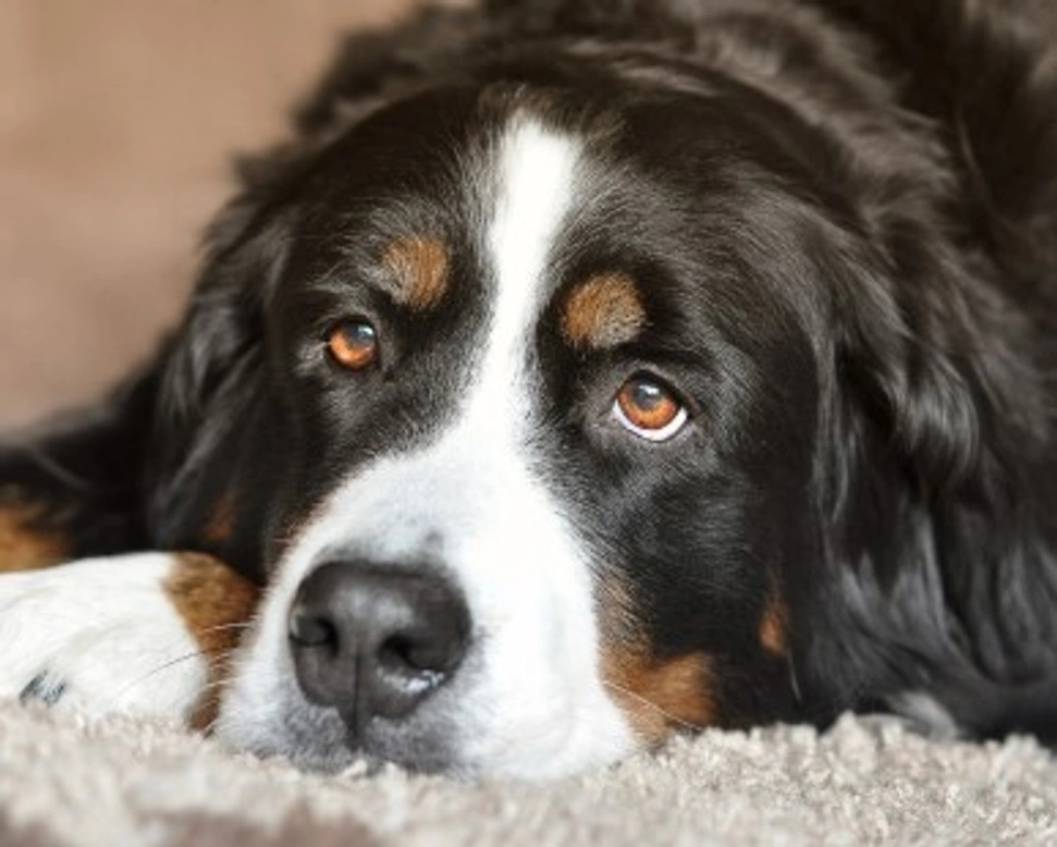 Bovaro del Bernese: costo e mantenimento