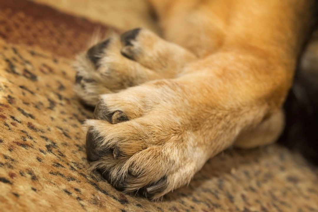 Carpal Hyperextension in Dogs: Causes, Symptoms & Treatment