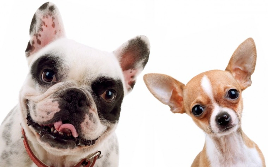 5 Fascinating Comparisons of UK’s Top Dog Breeds
