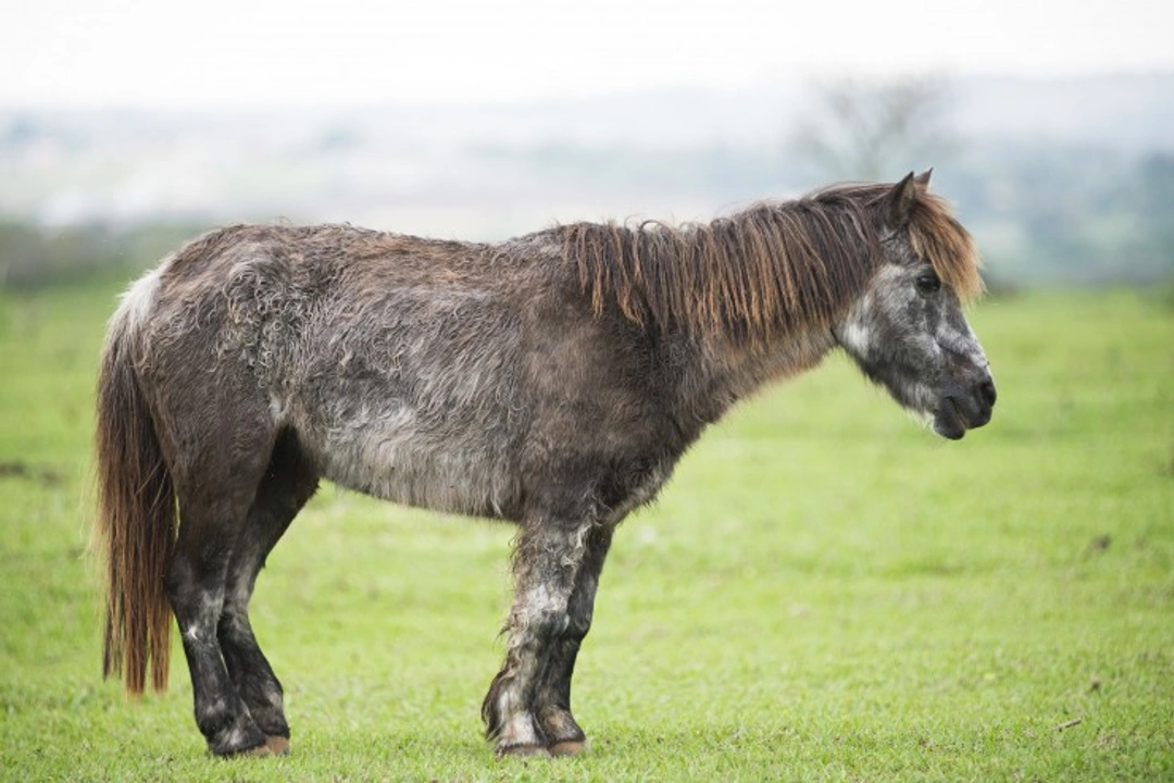 Equine Cushing’s Disease and Metabolic Syndrome Explained