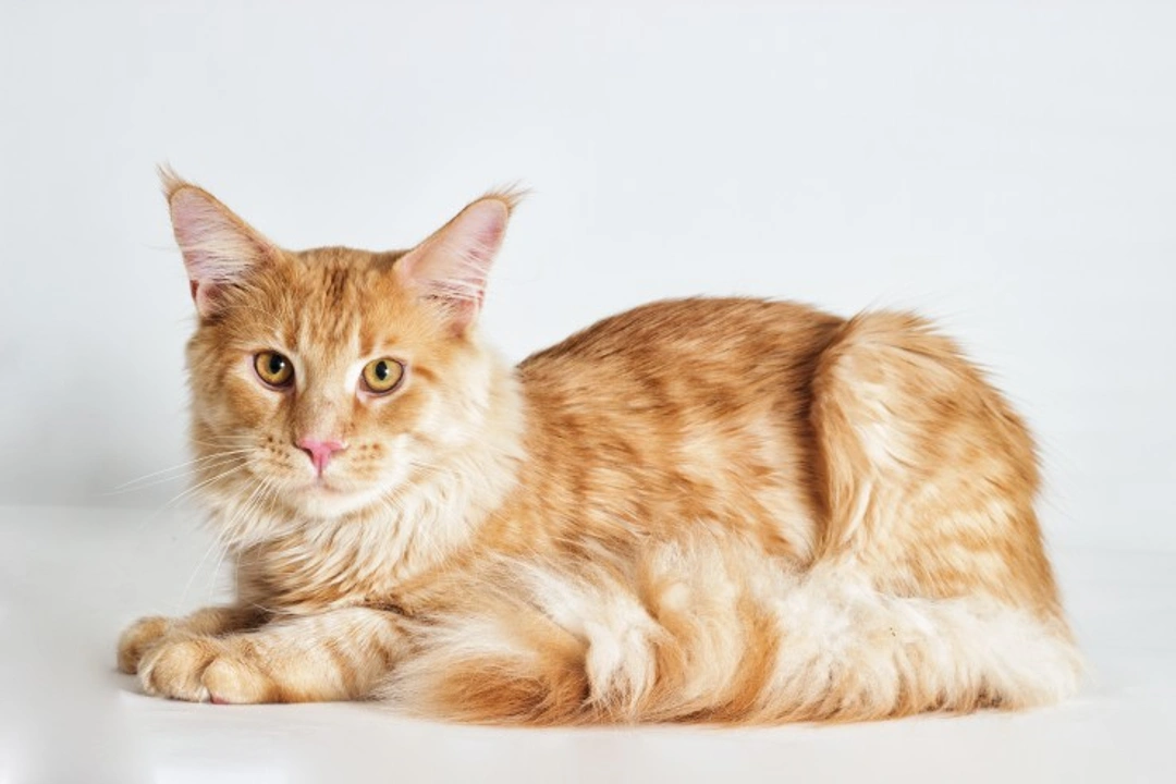 Cat Breeds More Likely to Suffer from Hypertrophic Cardiomyopathy