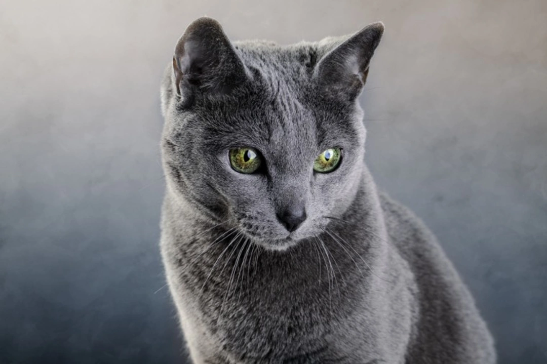 10 Essential Facts About the Russian Blue Cat Before Buying