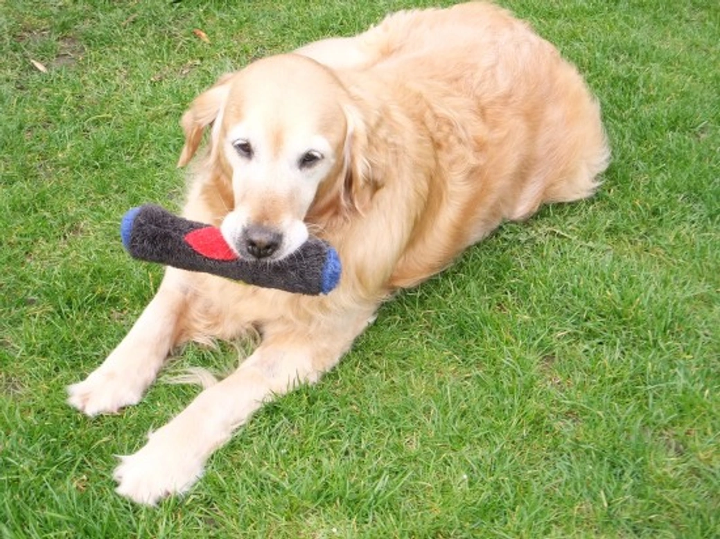 The Life of Rescue Dogs and Puppies: A 2025 Guide