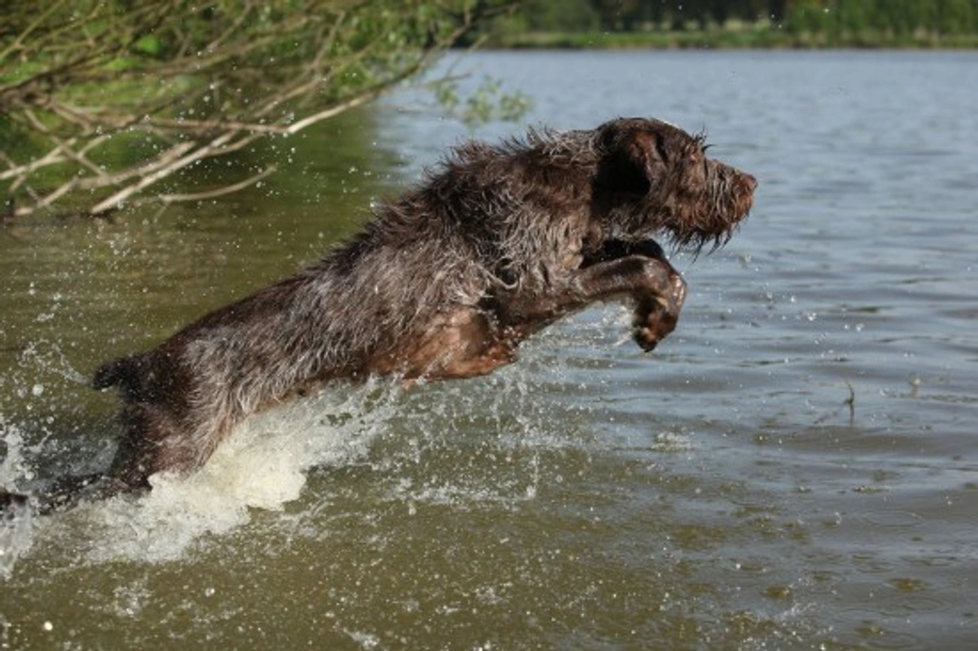 Italian Spinone: Complete Breed Description & Care Guide
