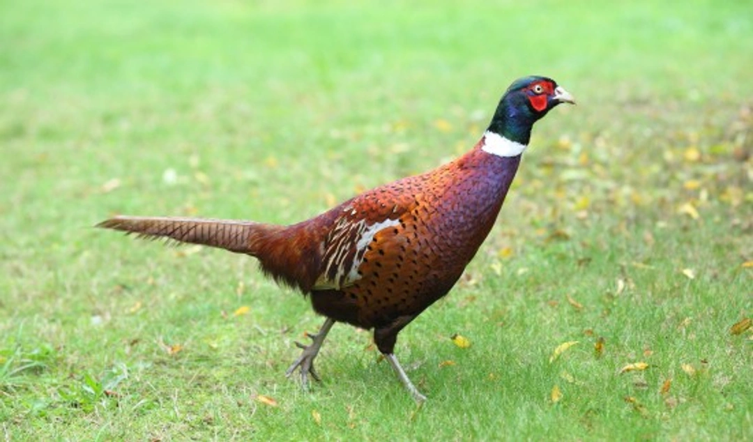 Keeping Pheasants as Pets: Essential Guide for UK Owners