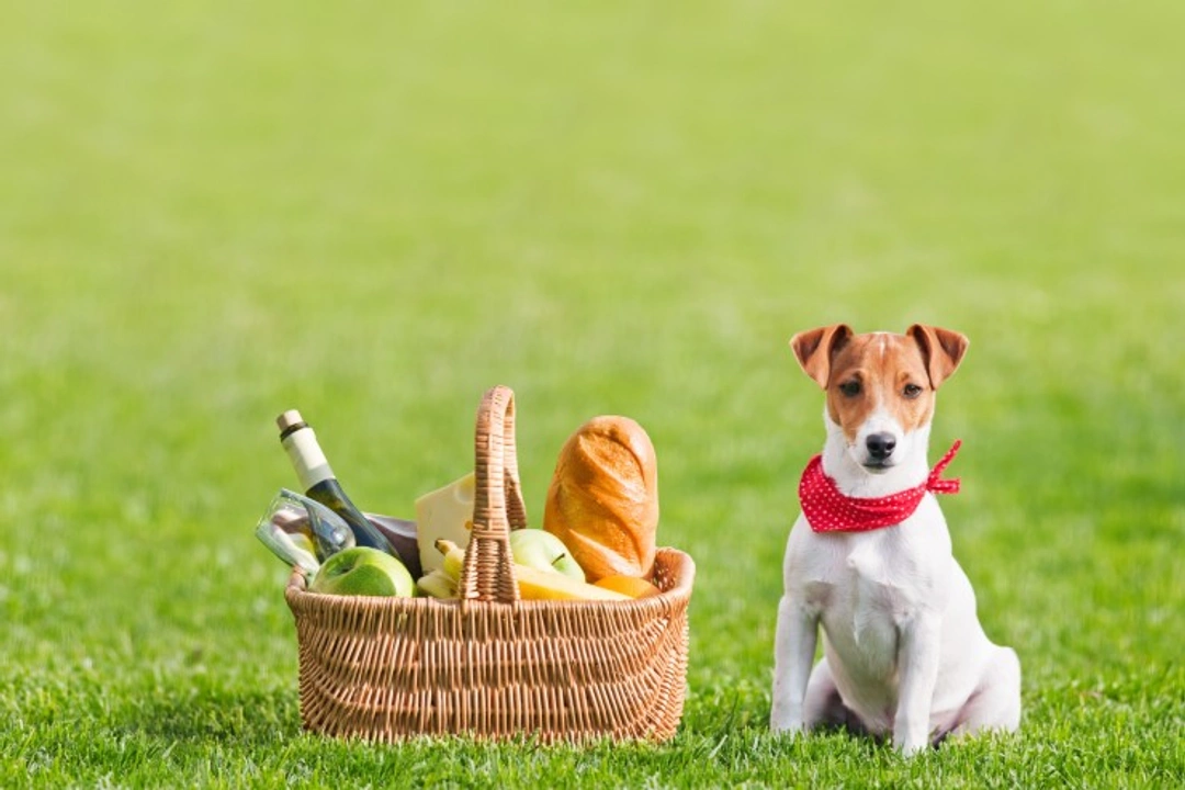 10 Foods Dogs Should Never Eat at Picnics or Barbecues