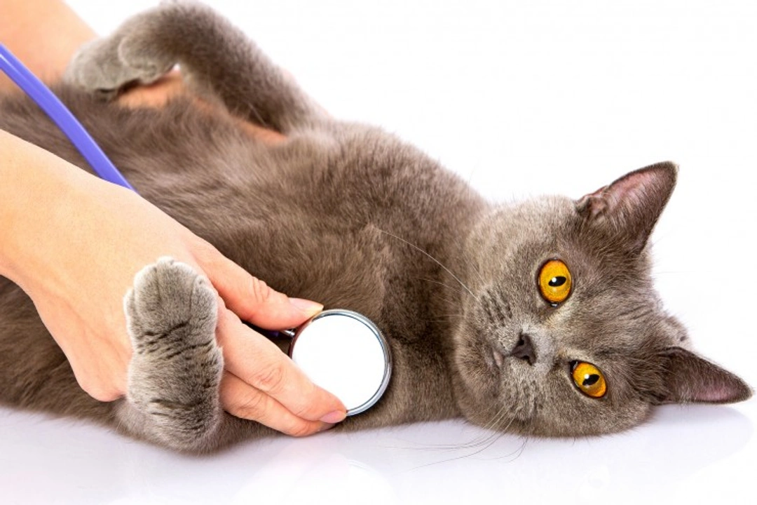 Choosing the Best Vet for Your Cat: Essential Tips