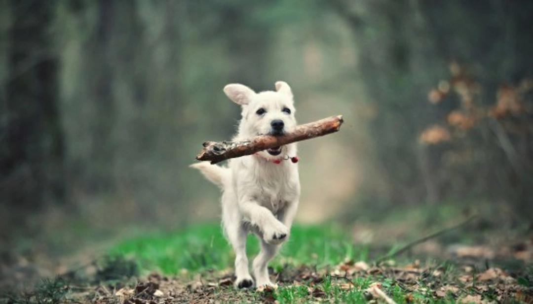 5 Tips to Boost Your Dog’s Energy Levels Safely