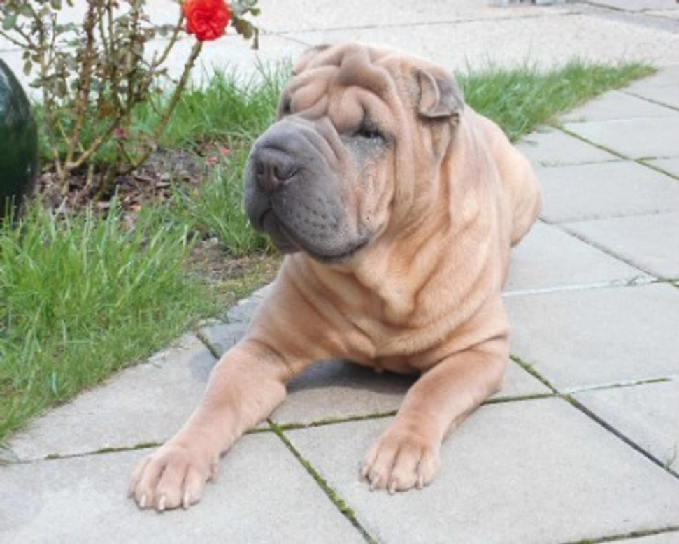 Cagnolini sharpei: dove trovarli, prezzi e cosa da fare nei primi mesi