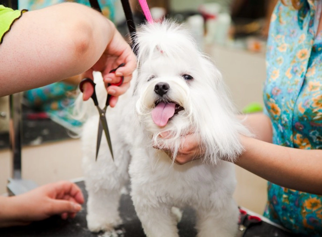 Grooming and Coat Care for the Maltese: A Complete Guide