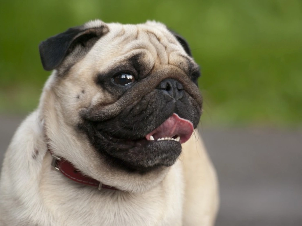 All about dog’s teeth and bite types explained