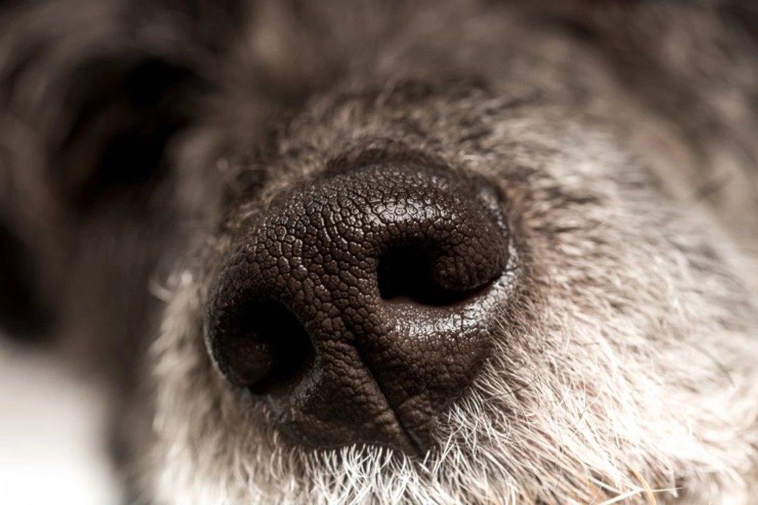 Smells Dogs Hate: Natural Deterrents That Work