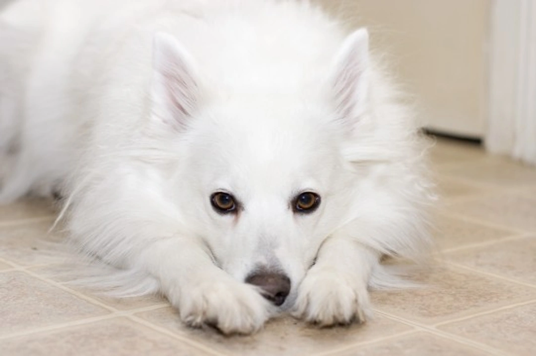 More about the American Eskimo dog breed