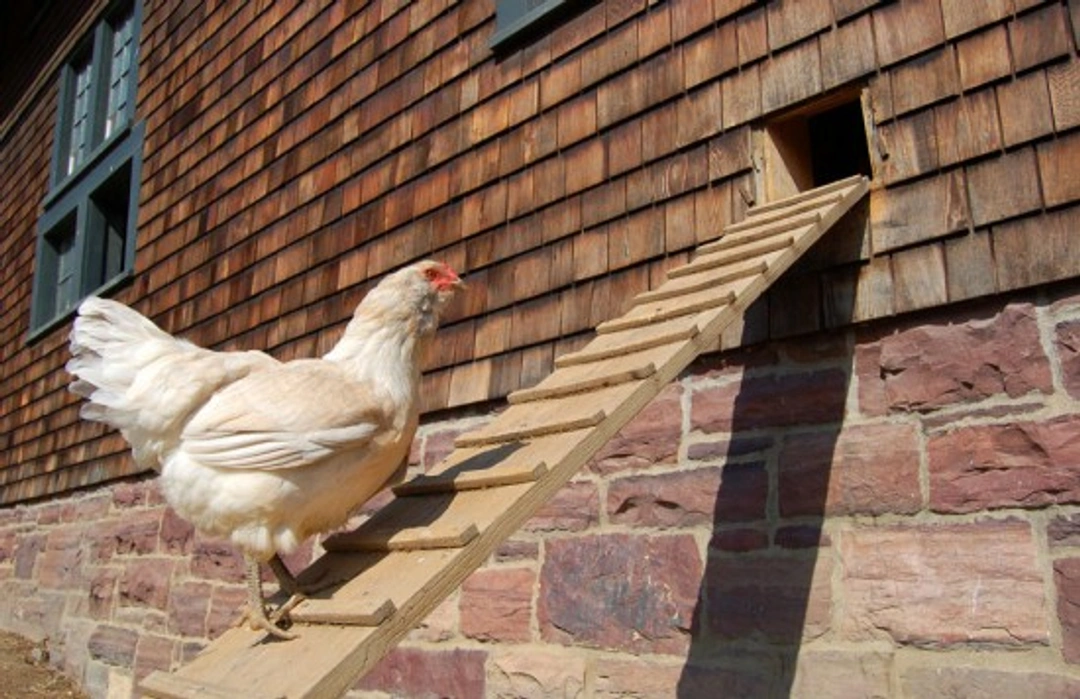 A Guide to Hen Houses: Safe Homes for Your Flock