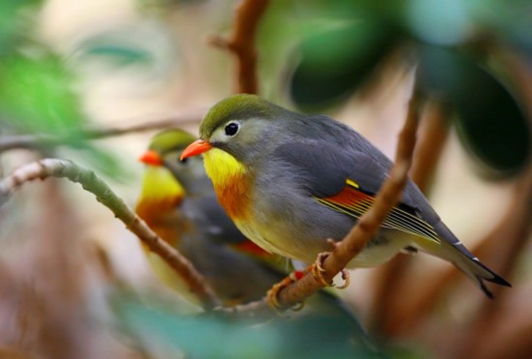 Pekin Robin & Silver-eared Mesia Guide to Care