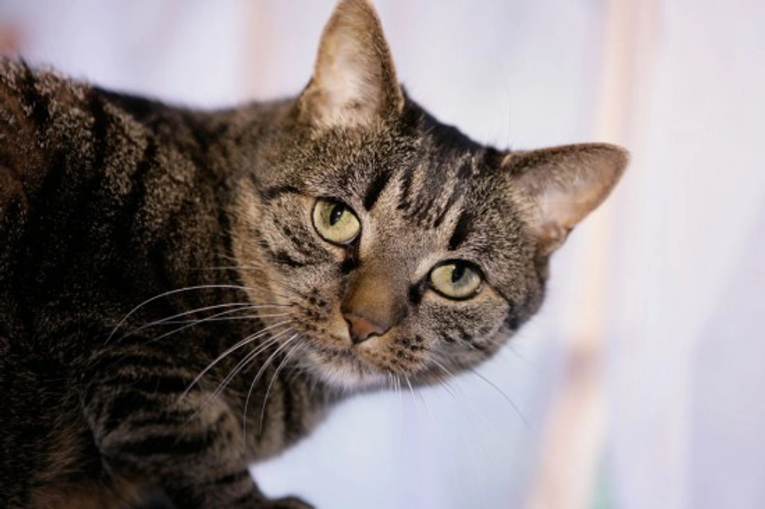 Stroke in Cats: What Every Cat Owner Should Know