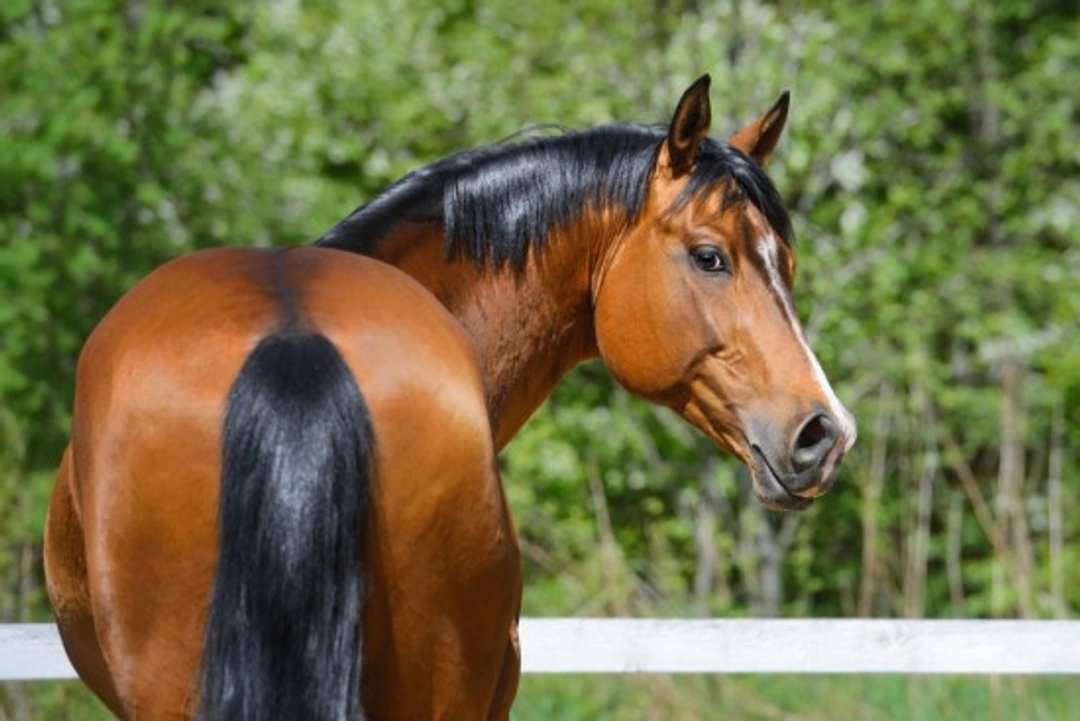 Horses and Colic: Recognise, Treat, and Prevent
