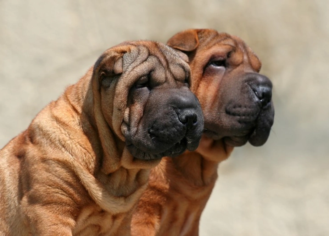 Familial Shar-Pei Fever: Causes, Symptoms & Care Guide