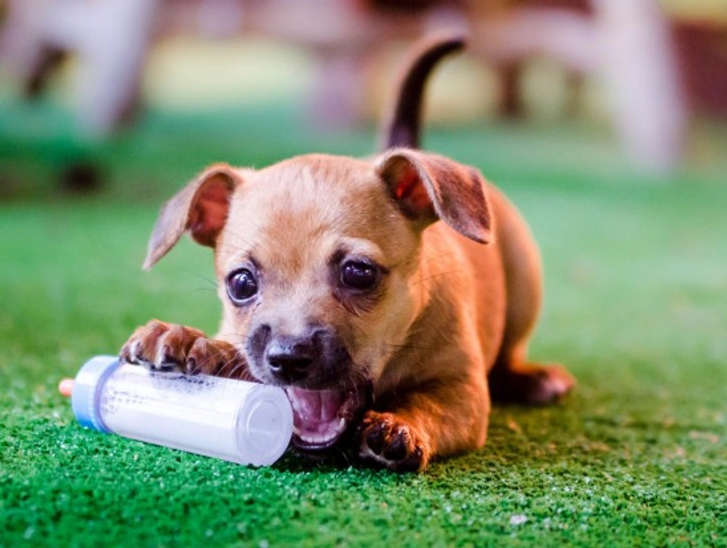 Survival Tips for When Your Puppy is Teething