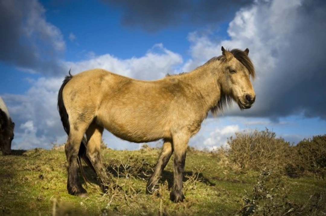 Ten British Horse Breeds Facing Extinction: A 2025 Guide