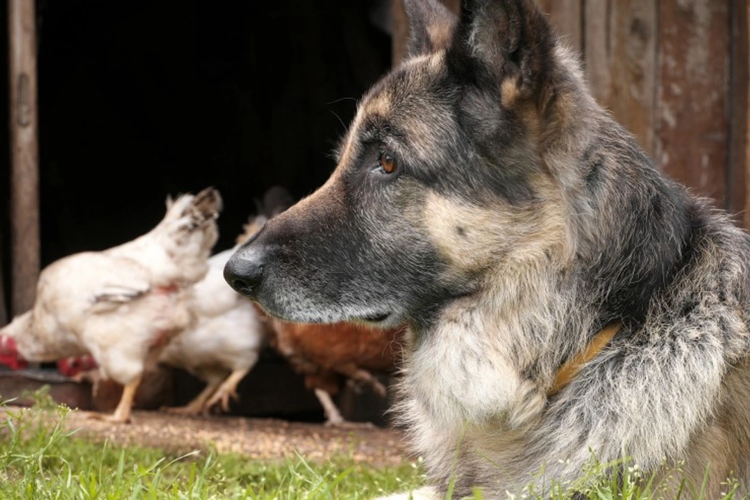 Can Dogs Get Lice from Chickens? Myths & Facts