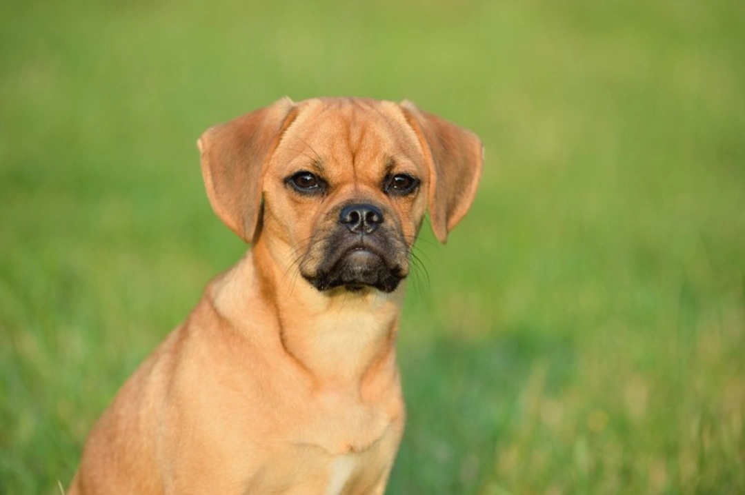 10 Essential Facts About the Puggle Before You Buy
