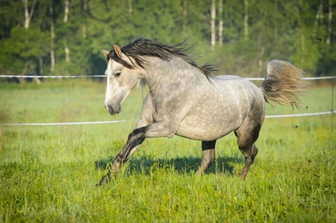 Managing a bolting horse or pony safely and confidently