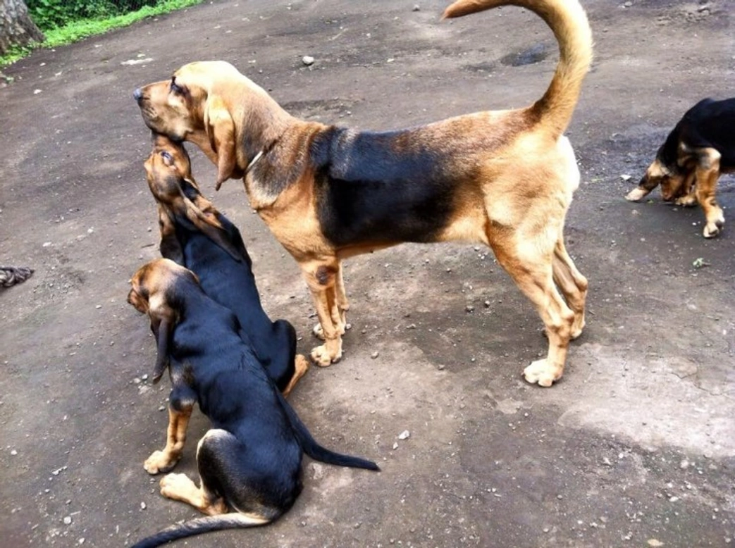 Bloodhounds combat elephant poaching in Congo – how they help