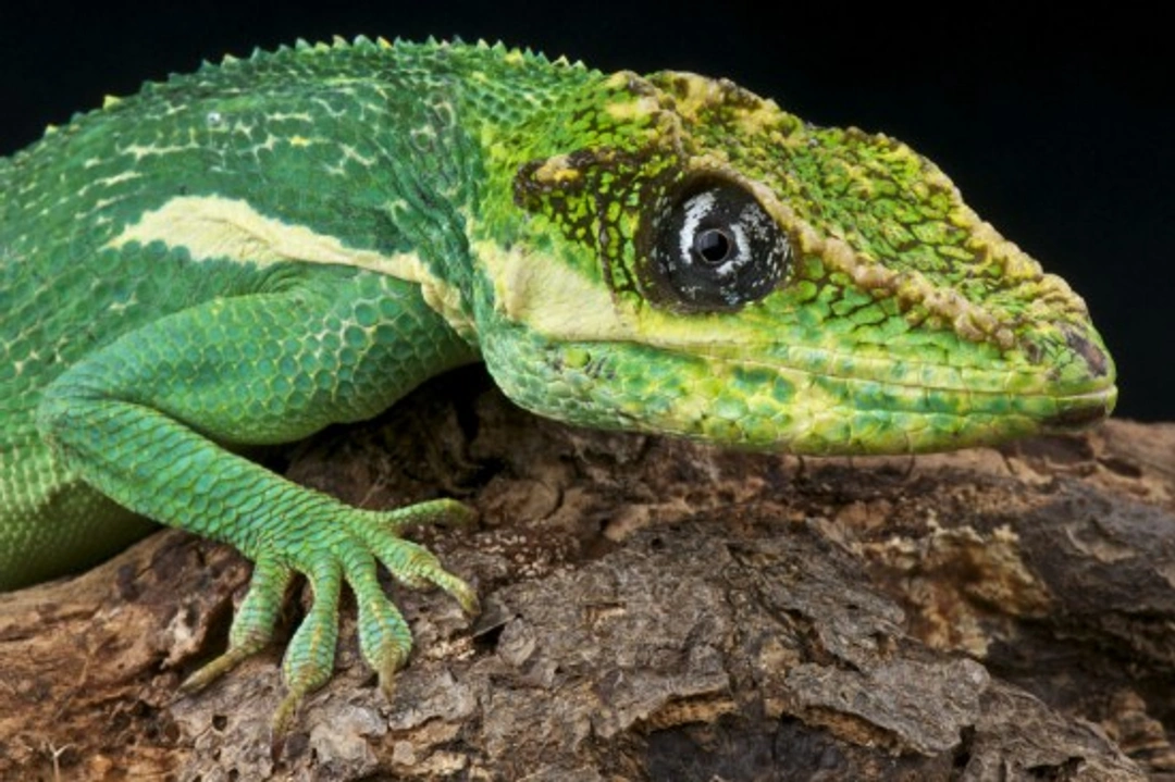 Metabolic Bone Disease in Reptiles: Causes, Symptoms & Prevention
