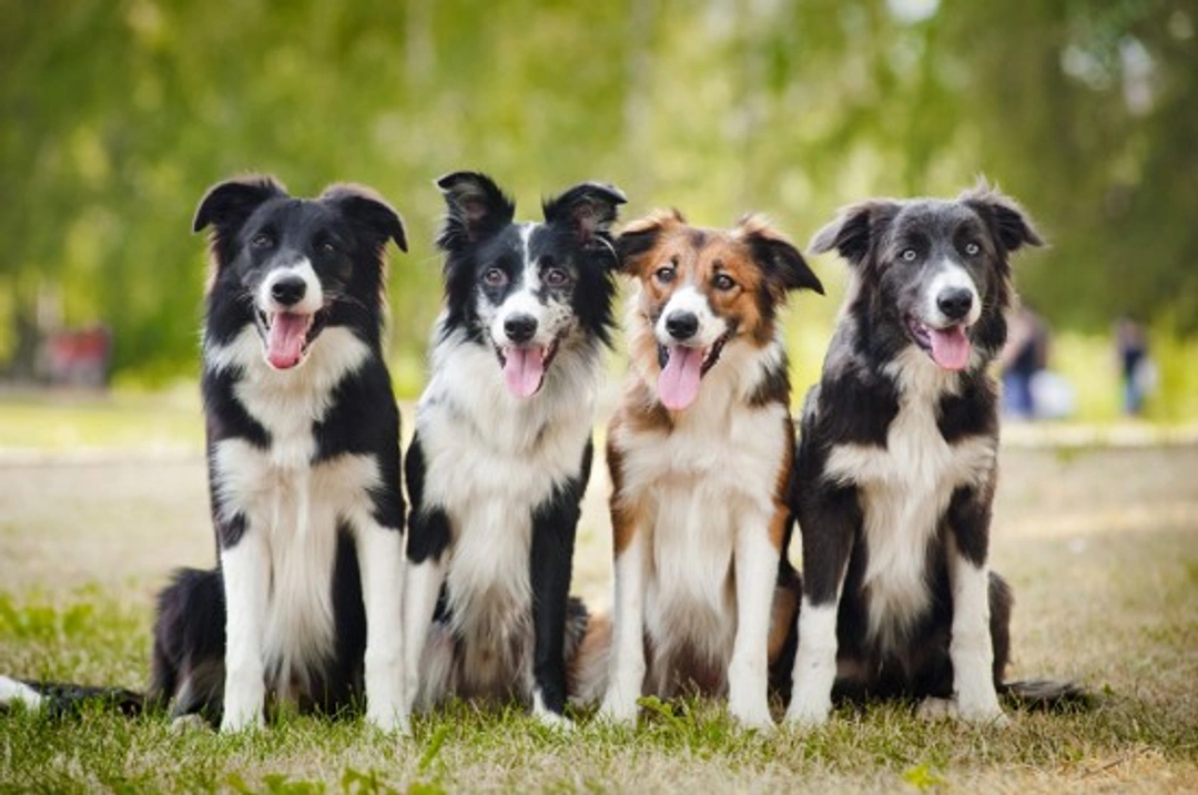 Complete Guide to Keeping Collies Happy and Healthy