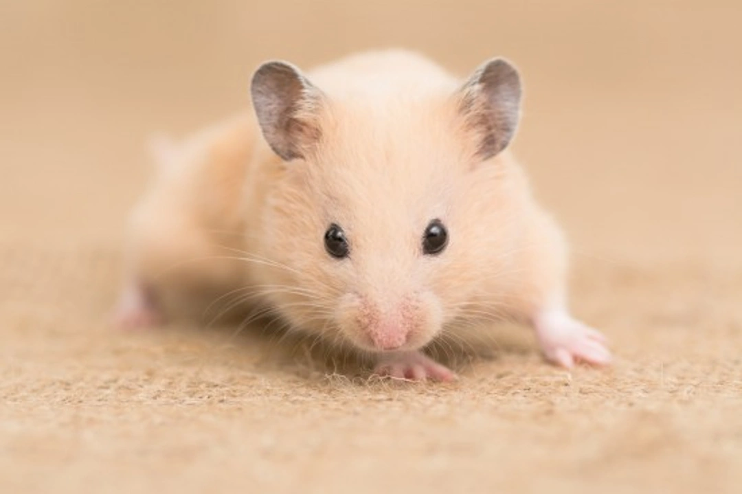 Separating Aggressive Hamsters: Essential Care Tips