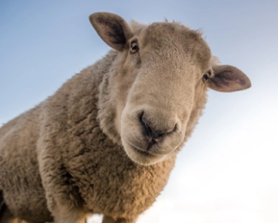 Pecora domestica? Possibile. Analisi dei costi, problemi e consigli