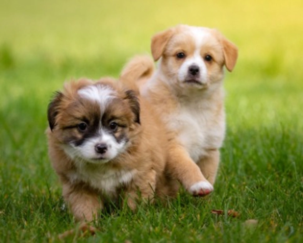 Quale nome dare al proprio cane? Nomi femminili e maschili per cani