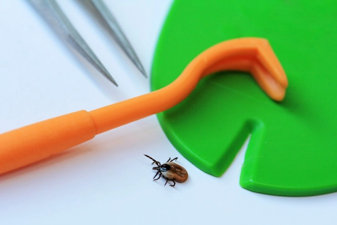 5 Incorrect Ways to Remove a Tick from Pets Safely