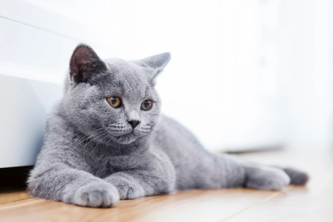 Feline Dysautonomia: Causes, Symptoms & Care Guide