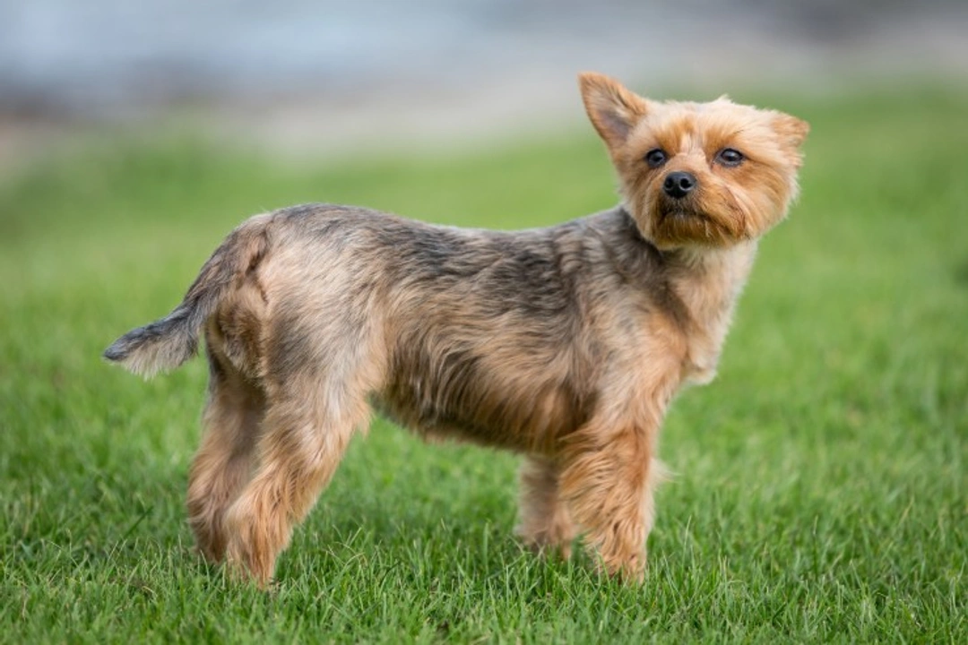 Common Health Issues in Yorkshire Terriers: What US Owners Should Know