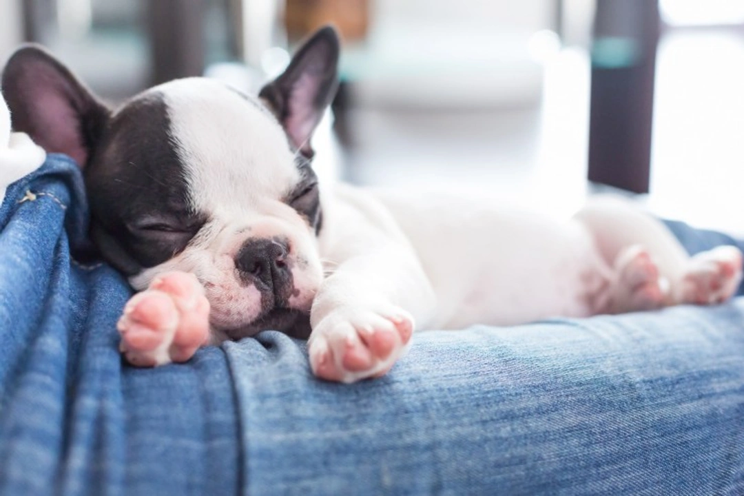 How to Ensure Your Puppy Gets Enough Sleep