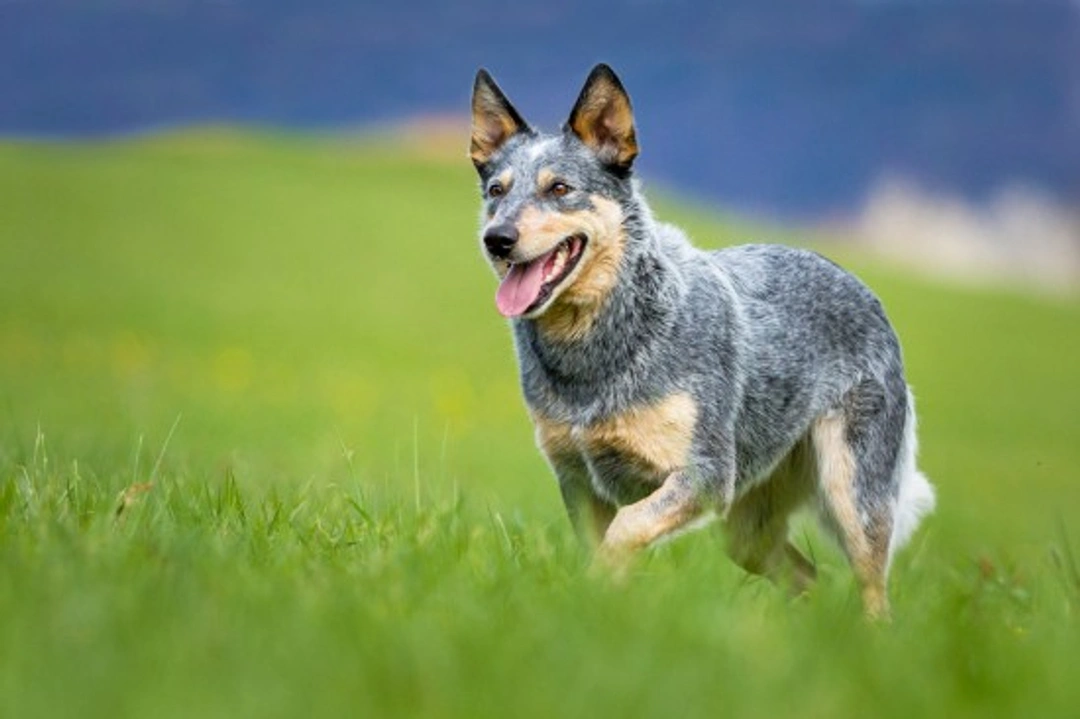 Heeler & Australian Cattle Dog Traits and Temperament