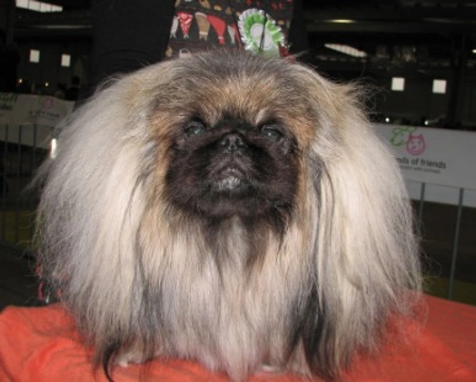 Pechinese: il cane degli imperatori della Città Proibita