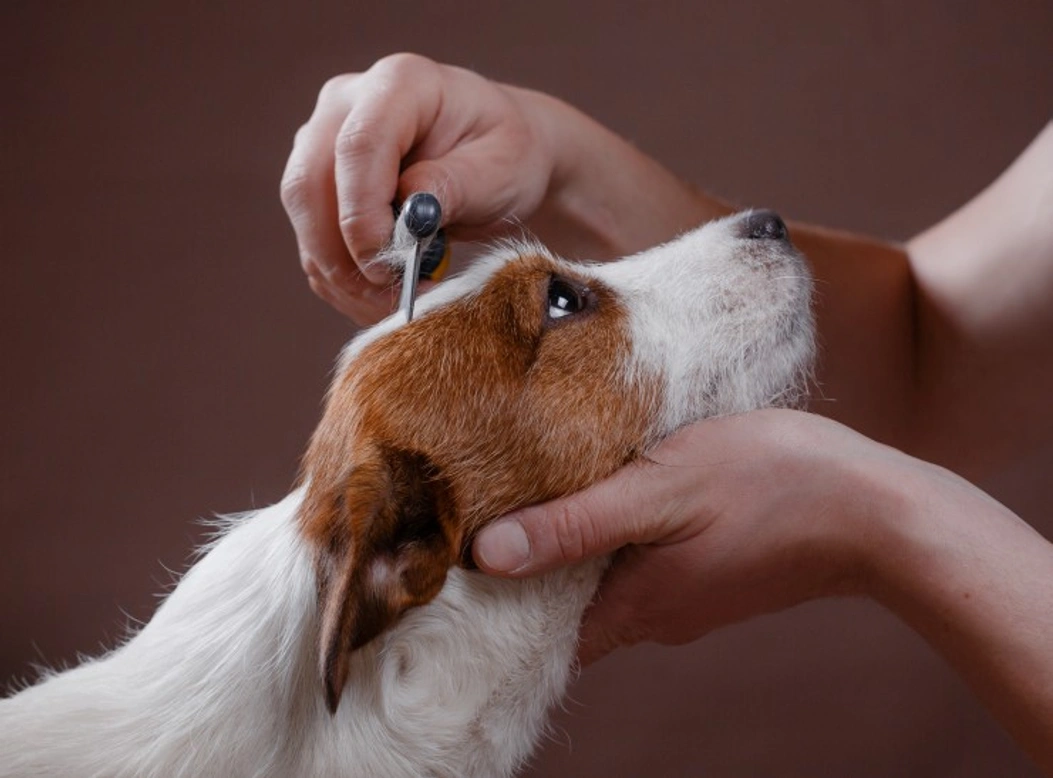 7 Top Reasons to Brush Your Dog Regularly