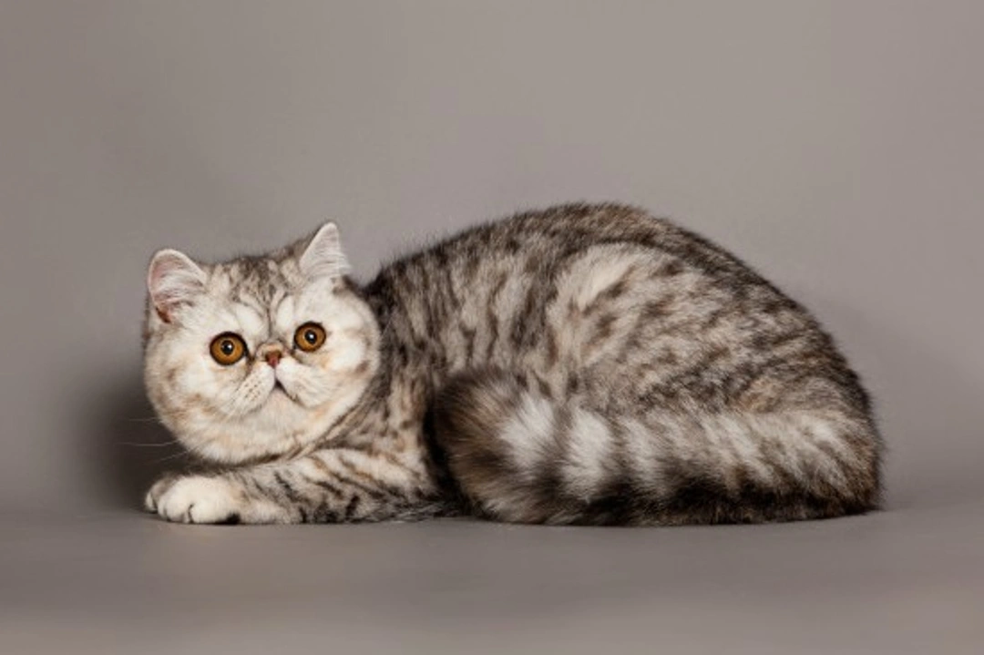 Health Issues of the Exotic Shorthair Cat: What Owners Should Know