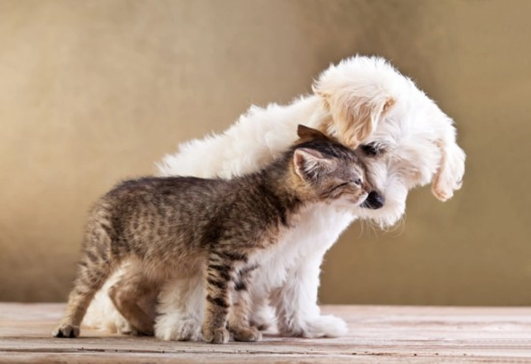 Pet insurance: 10 essential dos and don’ts to protect your pet