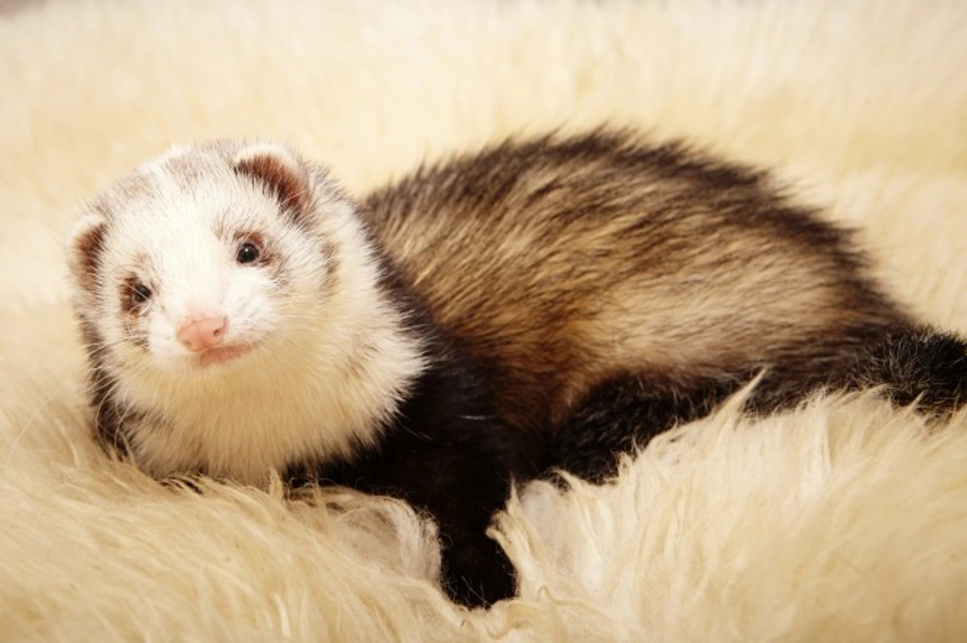 Checking Your Ferret Over for Good Health: Key Signs to Watch