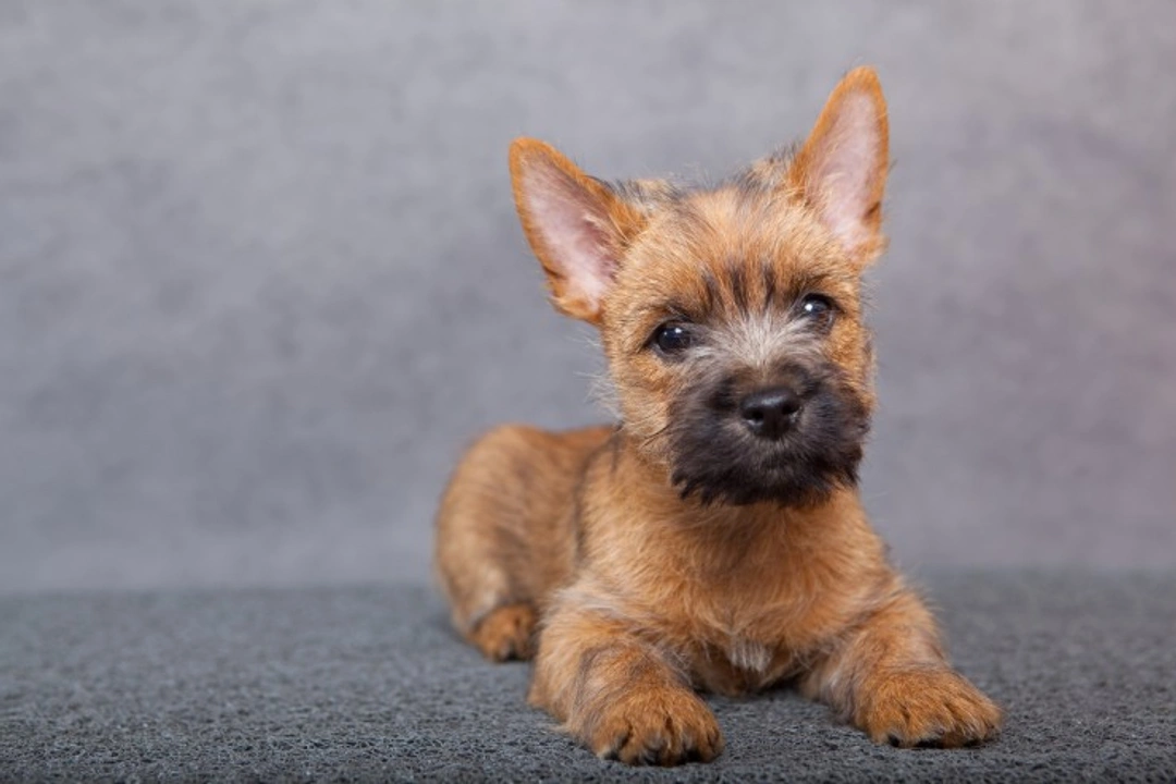 Is a Terrier the Right Breed for You? Energetic Dog Guide