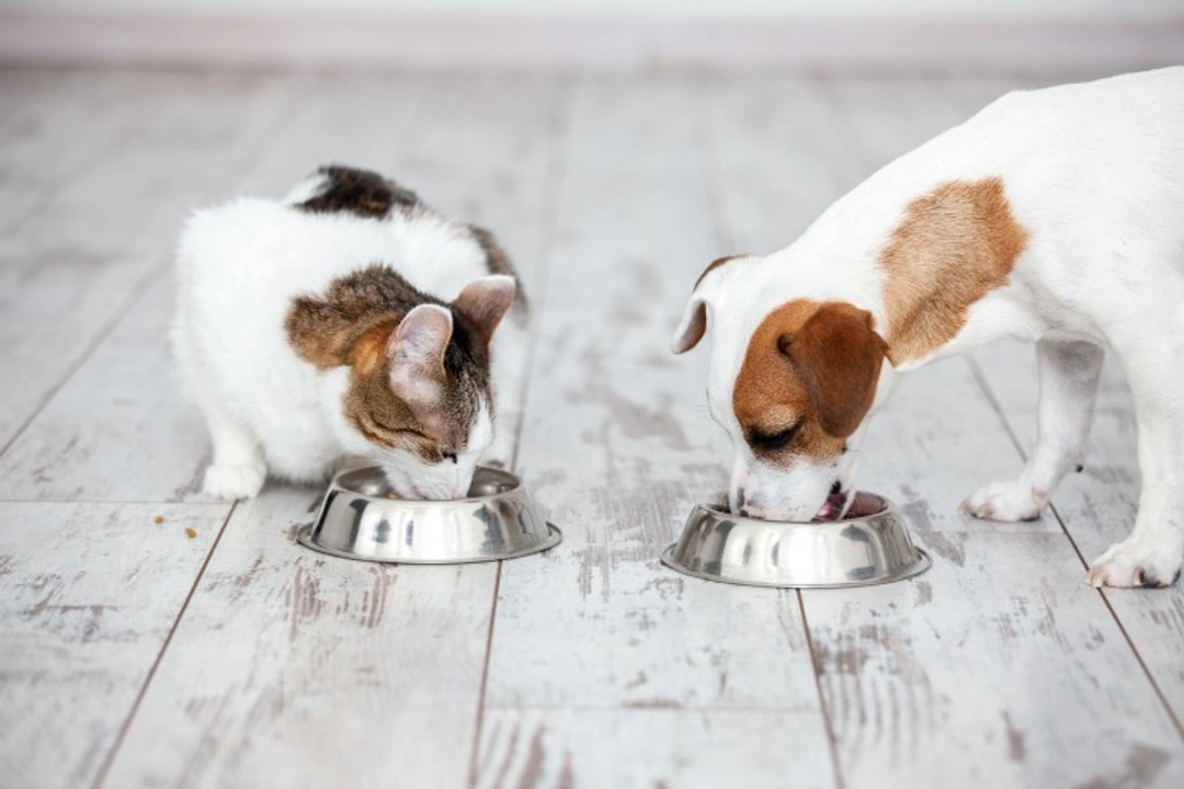 How Cats and Dogs Differ in How They Eat